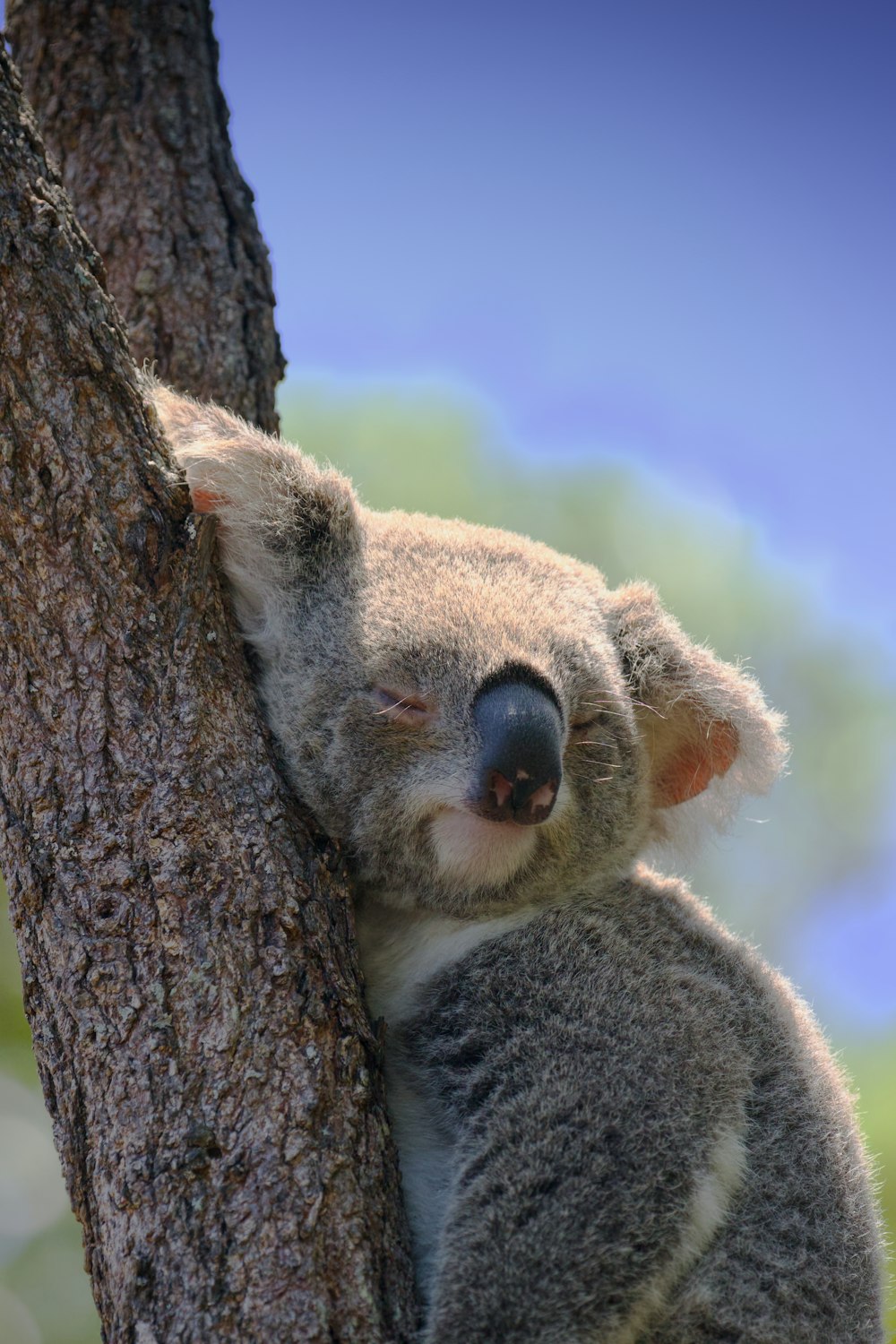 a koala is sitting in a tree with its eyes closed