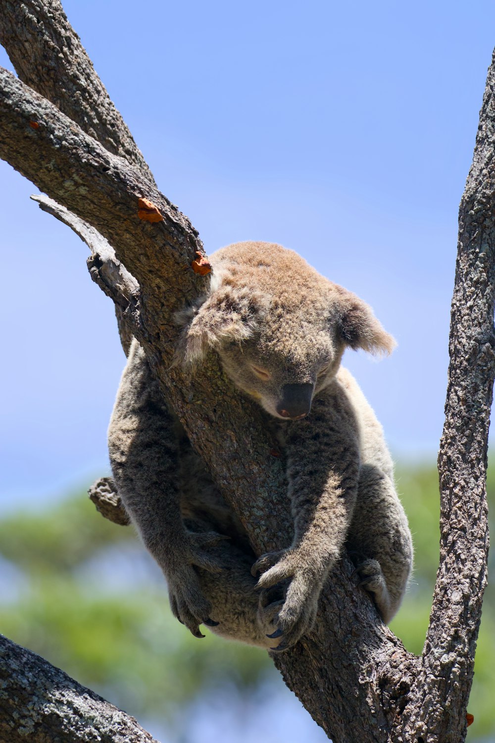 un koala assis dans un arbre avec sa tête sur une branche