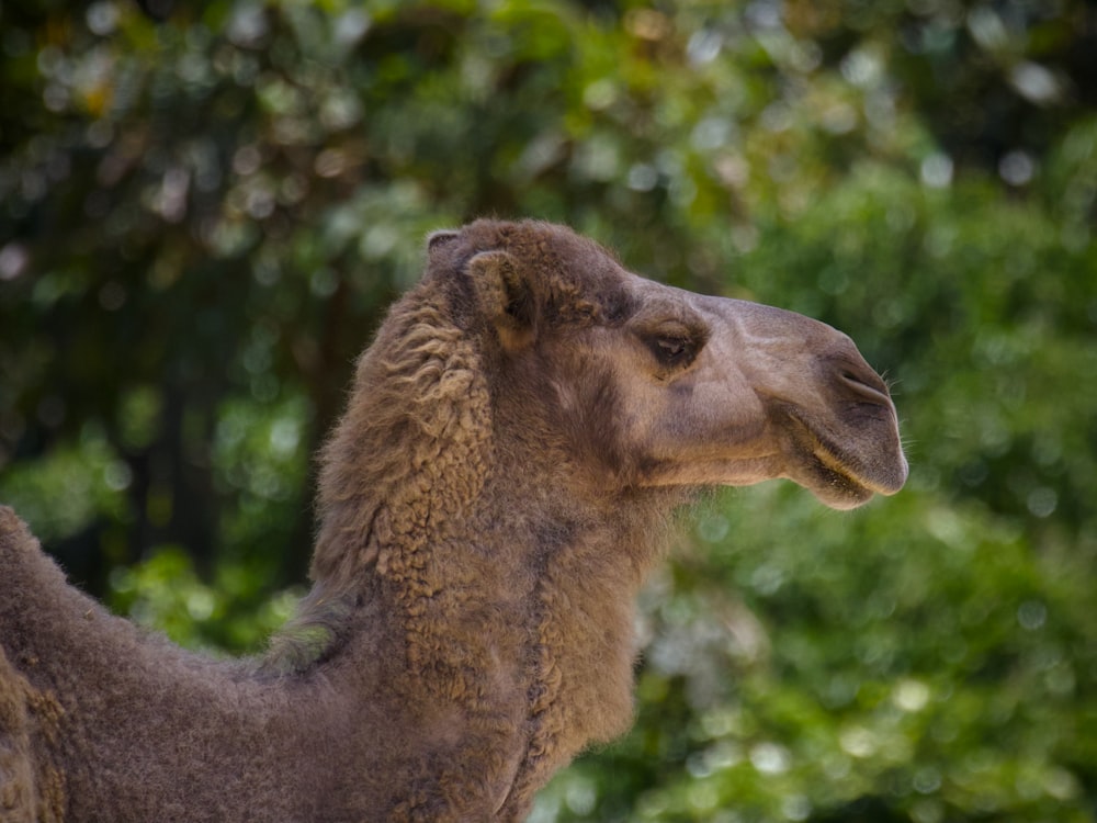 a close up of a camel with trees in the background