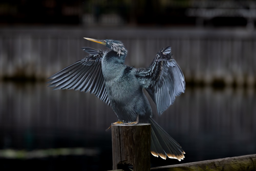 a bird with its wings spread sitting on a post