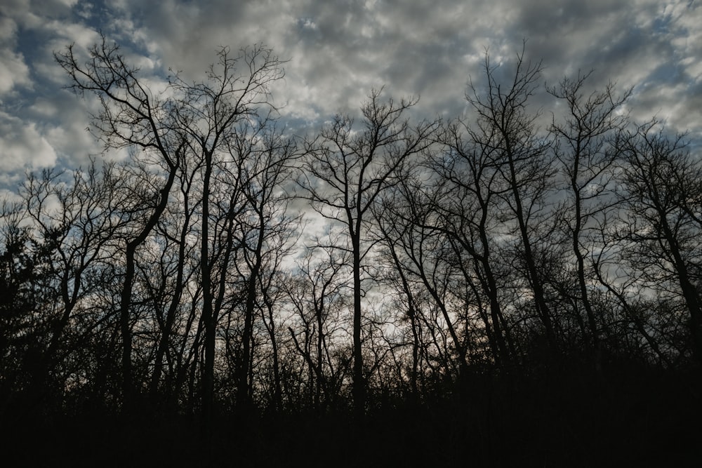 a group of trees that are standing in the grass