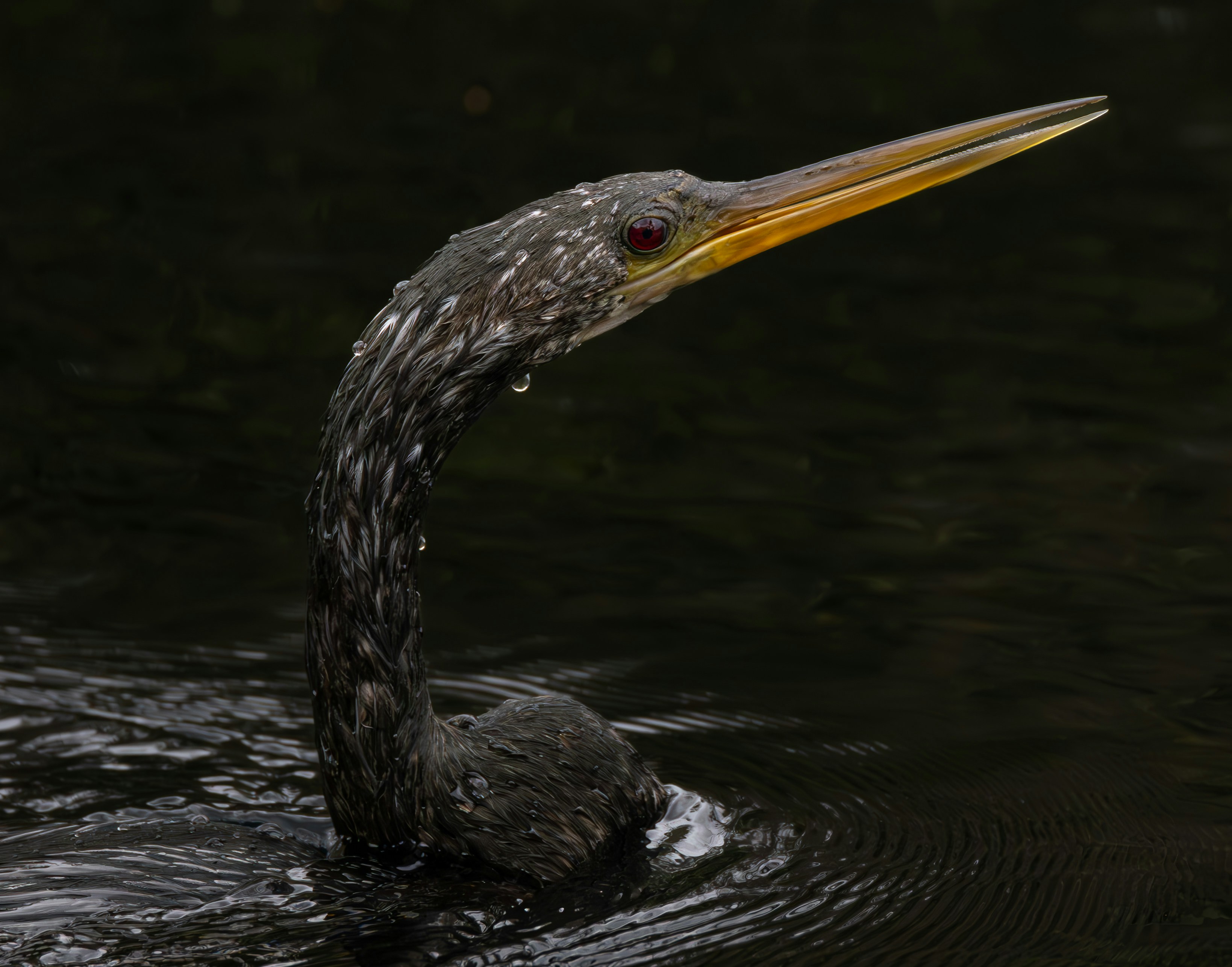 un uccello con un lungo becco che nuota nell'acqua