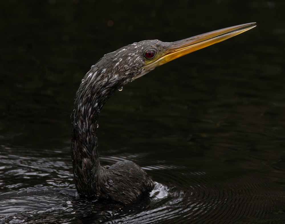 a bird with a long beak swimming in the water