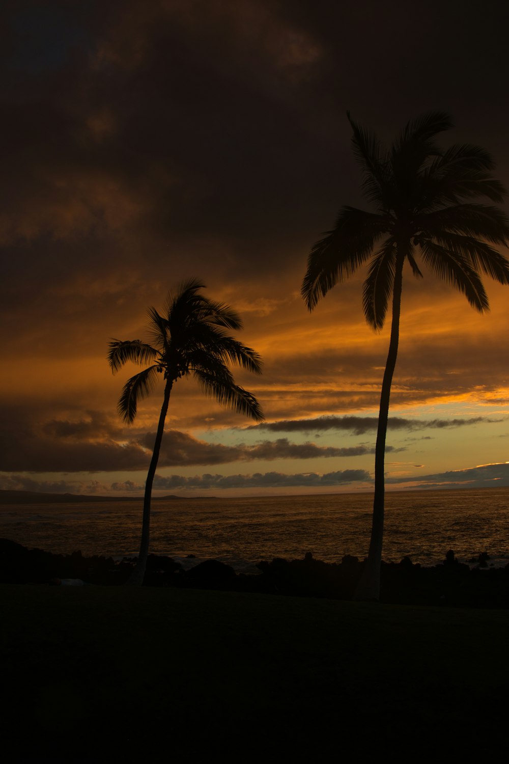 a couple of palm trees sitting next to the ocean