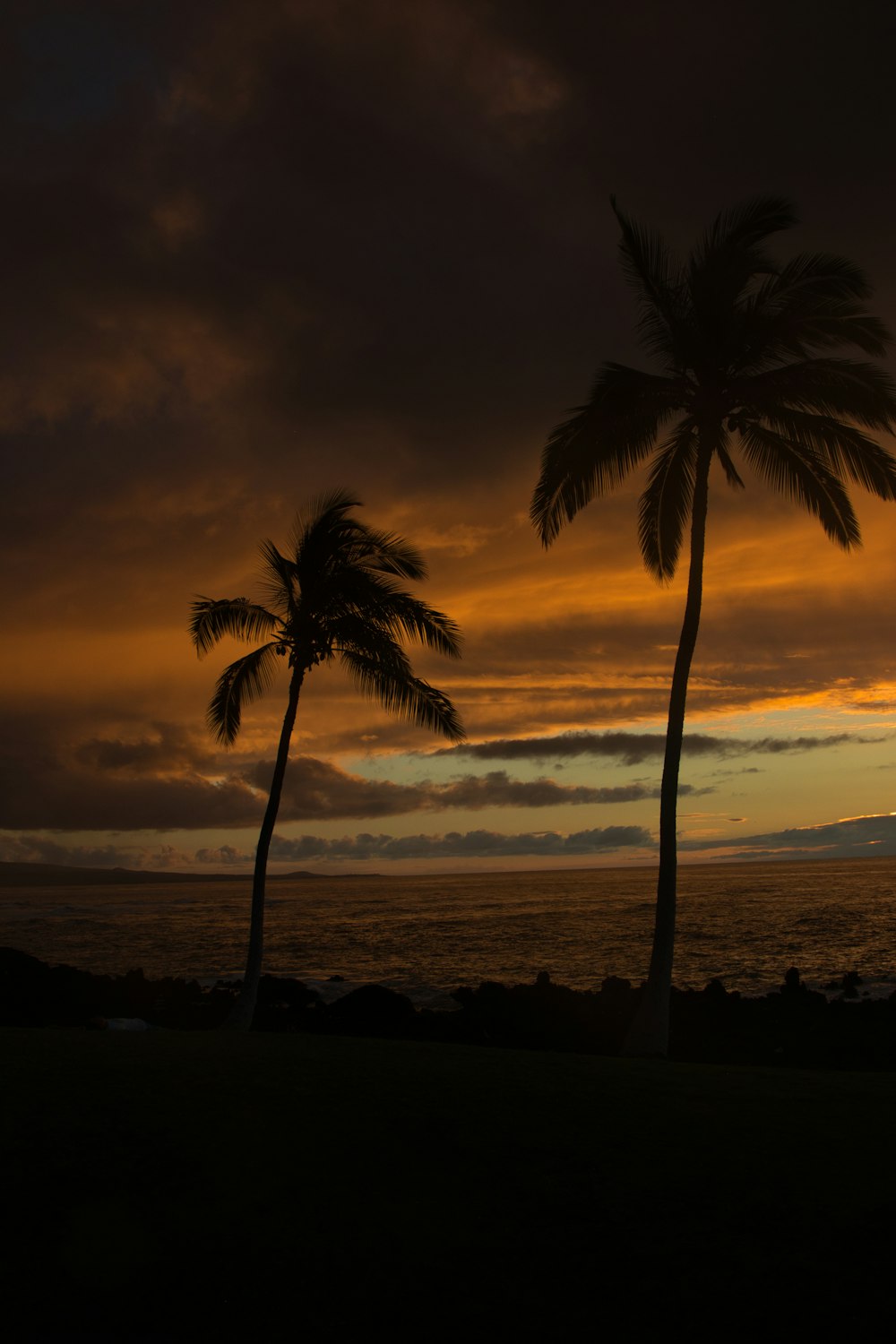 um par de palmeiras sentado ao lado do oceano