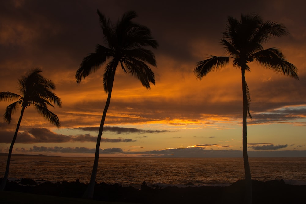 a couple of palm trees sitting next to the ocean