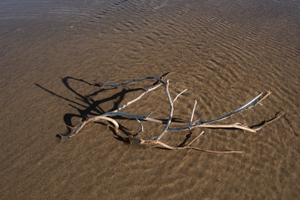 a branch laying on top of a sandy beach