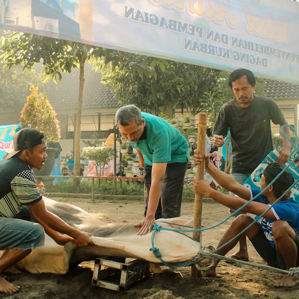 Qurban cattle for Eid al-Adha