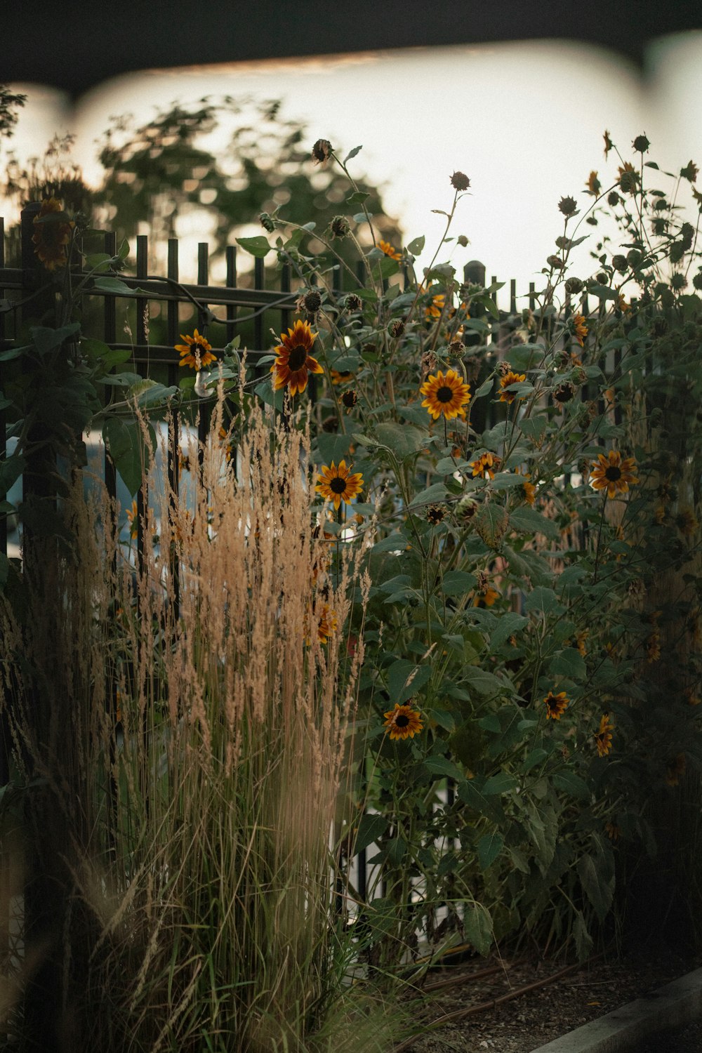 a bunch of sunflowers in a garden next to a fence