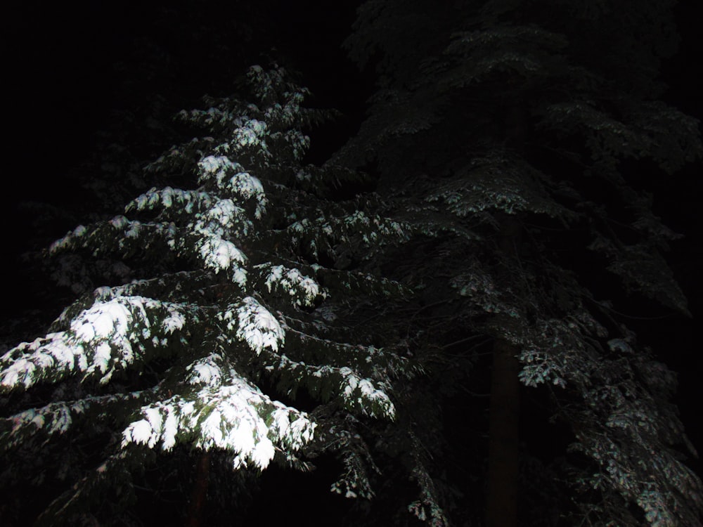 a snow covered pine tree in the dark