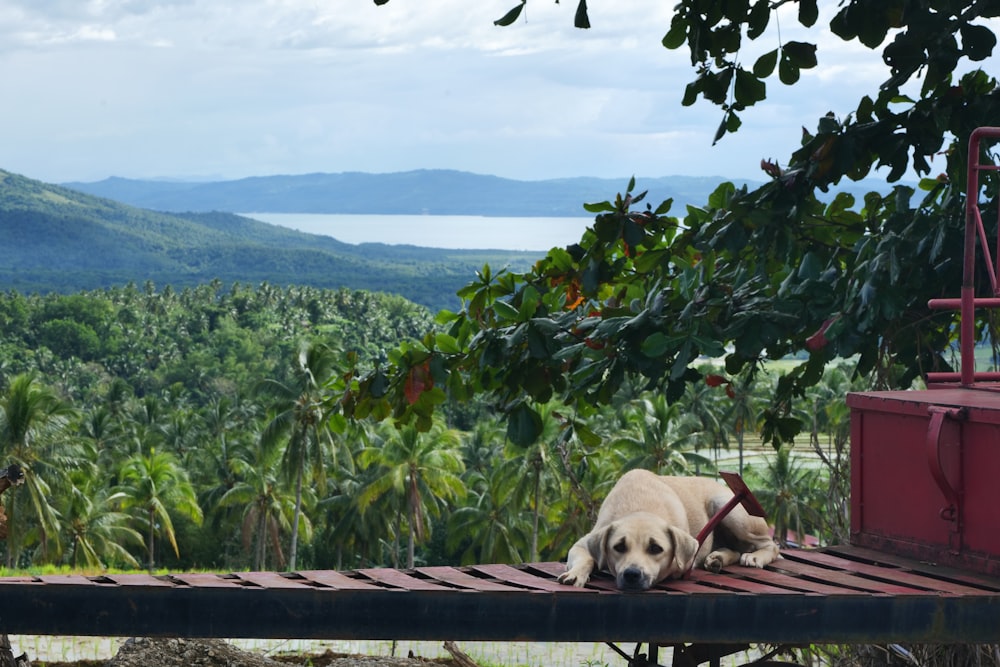 a dog laying on top of a wooden platform