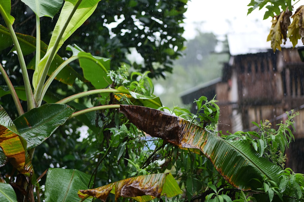 a view of a house through the trees