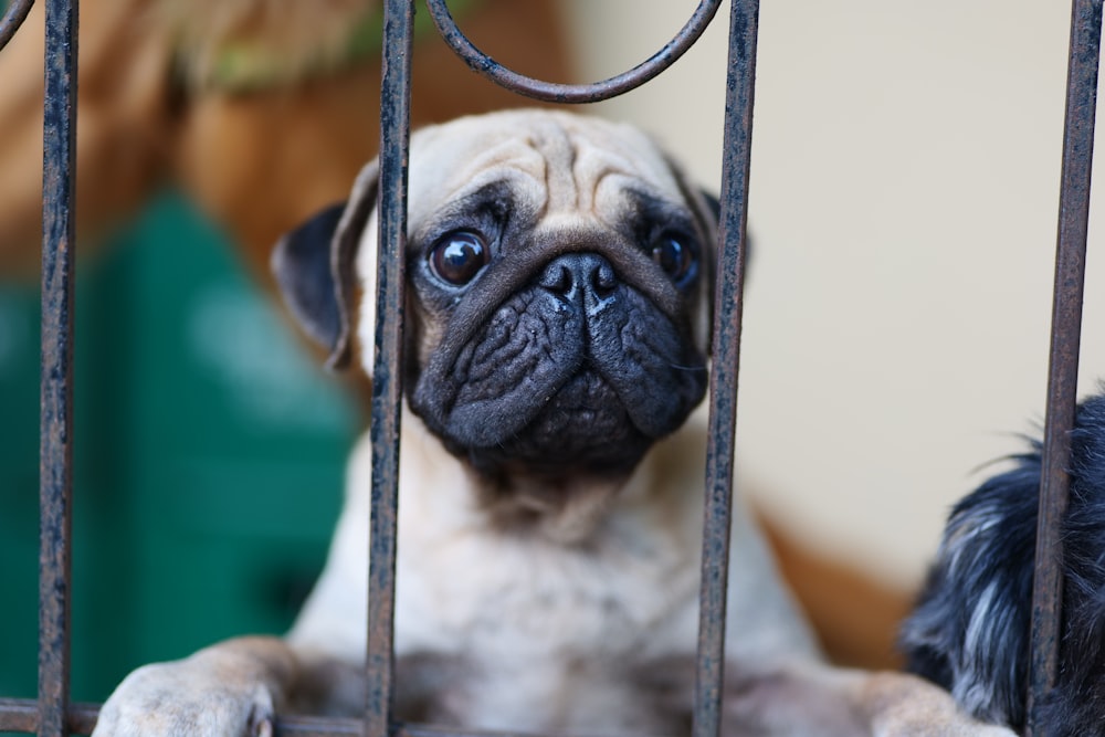 a pug looking out from behind a fence