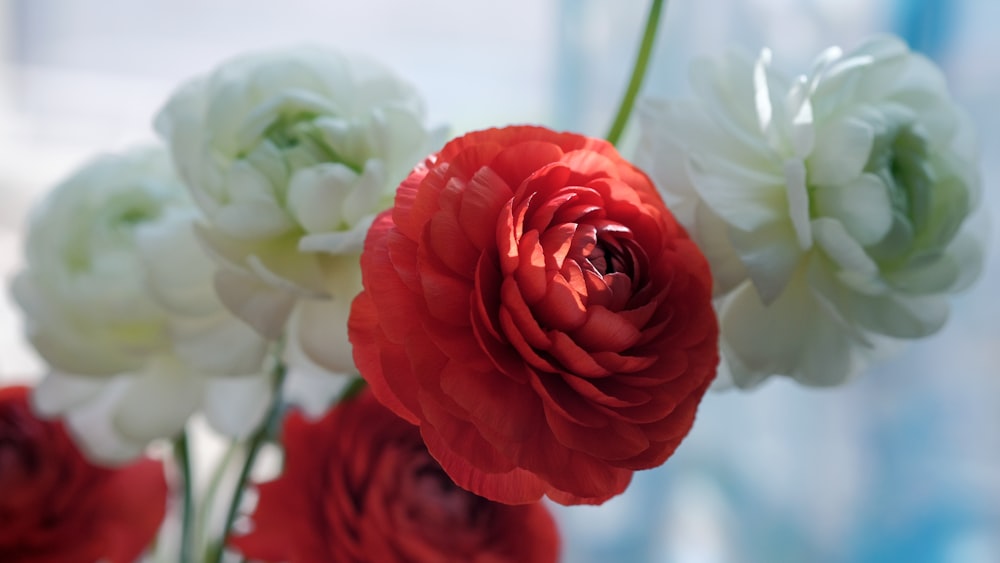 a vase filled with red and white flowers