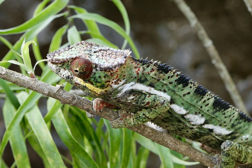 a chamelon sitting on a branch in a tree
