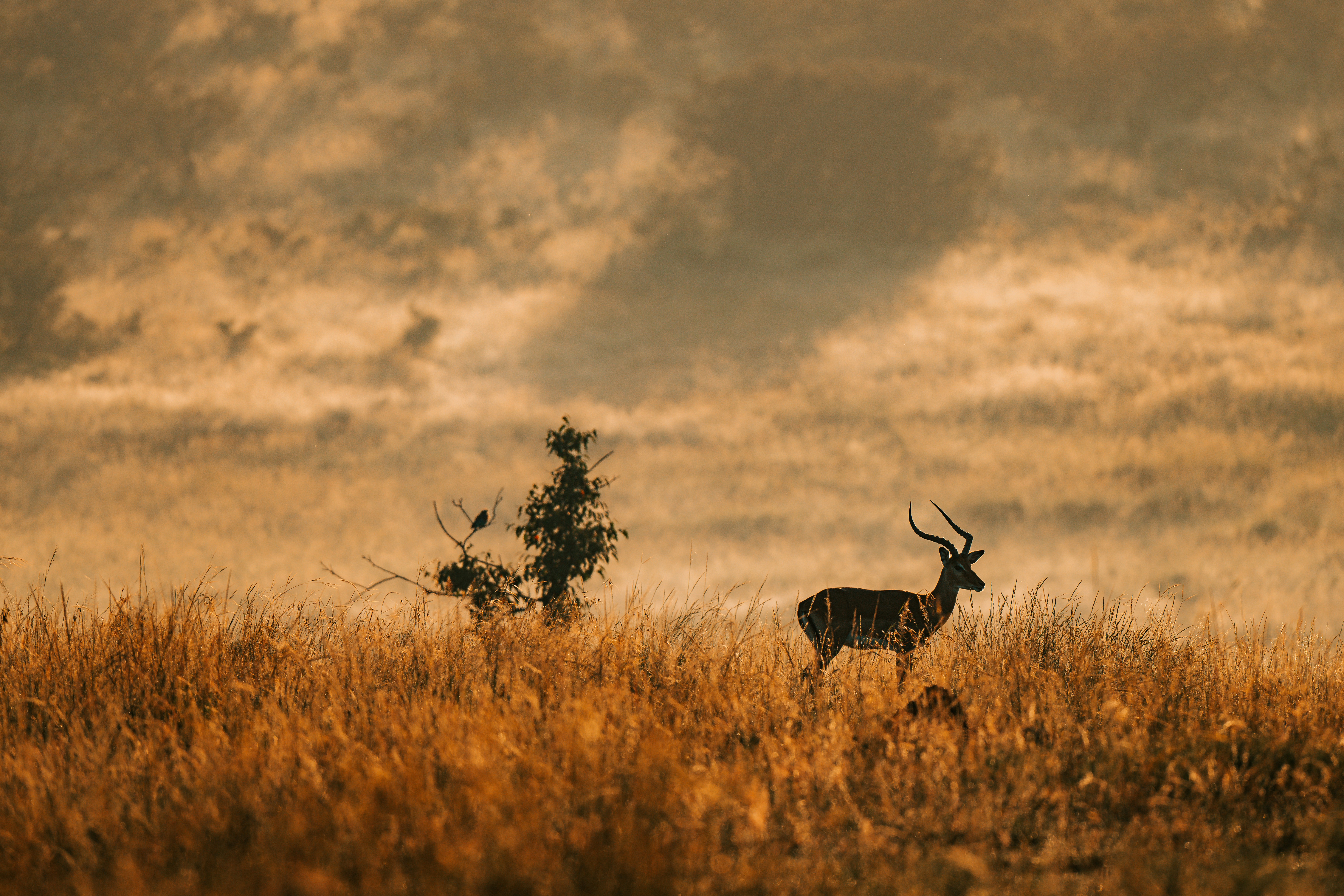 Photo by visualsbykoech