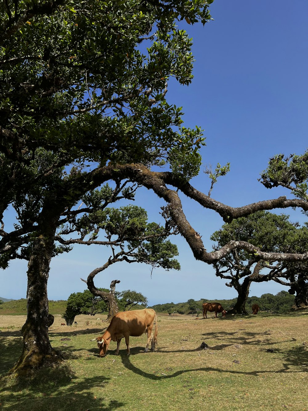 a brown cow standing under a tree on top of a grass covered field