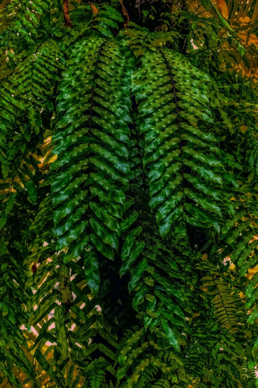 una planta verde con muchas hojas