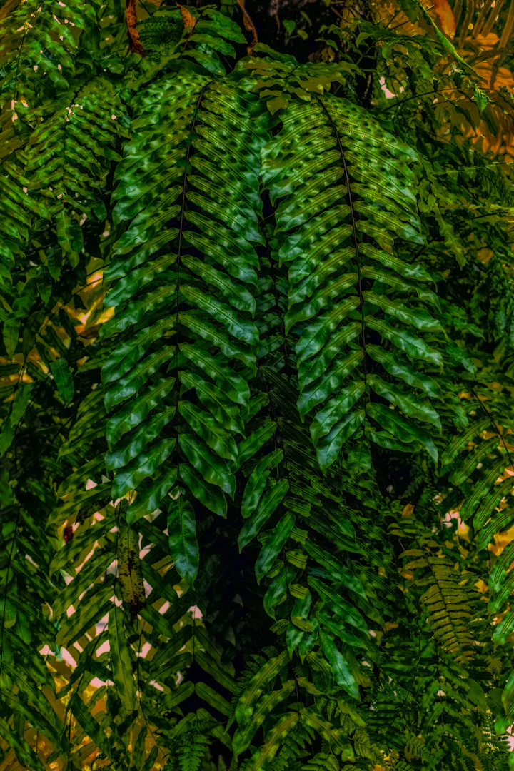 Lush green Boston fern with arching fronds against a soft neutral background