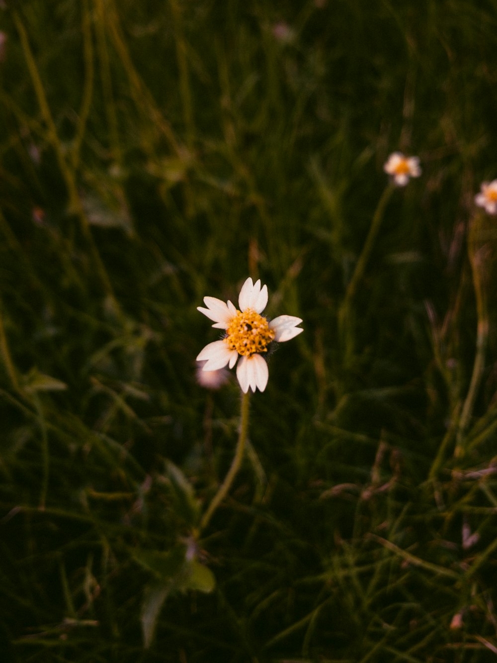 a white flower with a yellow center in a field of grass