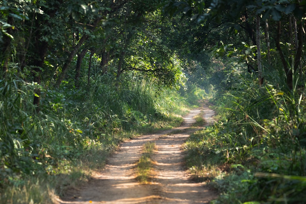 a dirt road in the middle of a forest