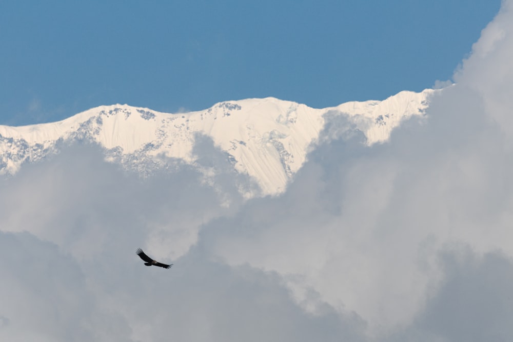 a bird flying in front of a snow covered mountain