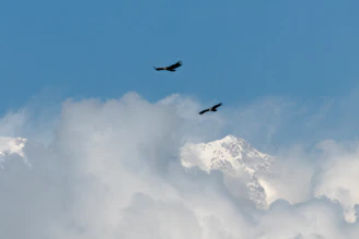 a couple of birds flying through a cloudy sky