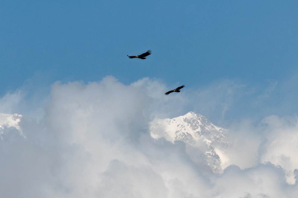 um par de pássaros voando através de um céu nublado