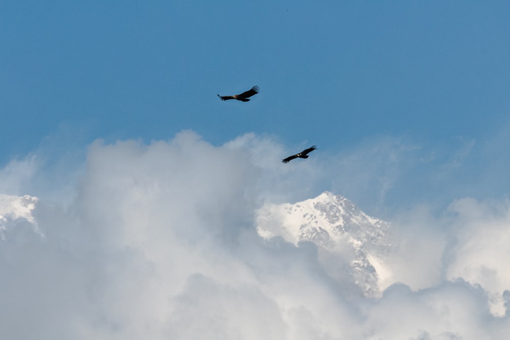 a couple of birds flying through a cloudy sky