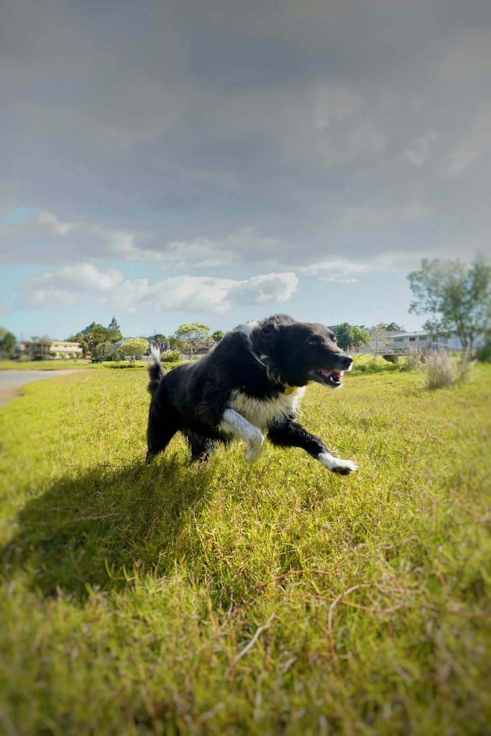 a black and white dog running through a field