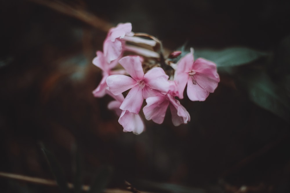 un primer plano de una flor rosa en una rama