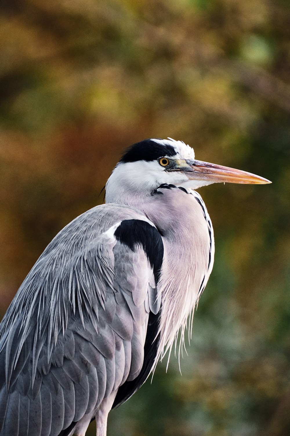 a close up of a bird with a blurry background