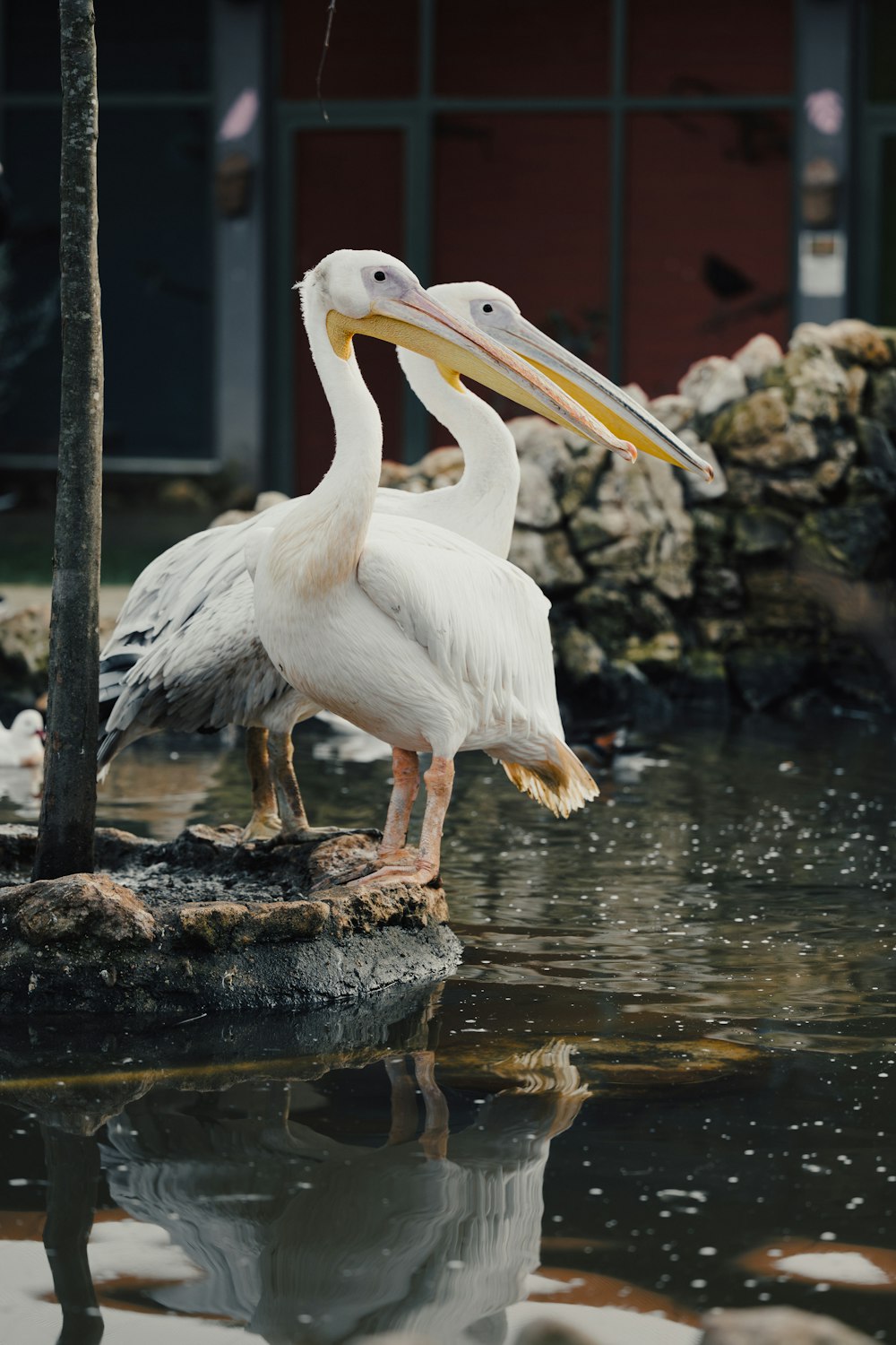 a white pelican standing on a rock in a pond