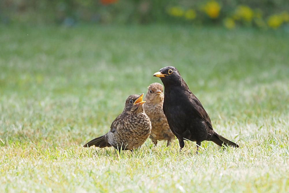 a couple of birds that are standing in the grass