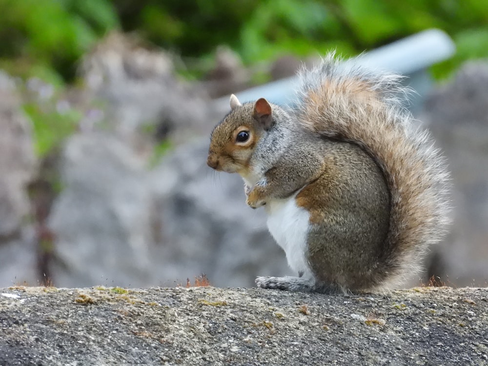 a squirrel sitting on top of a rock