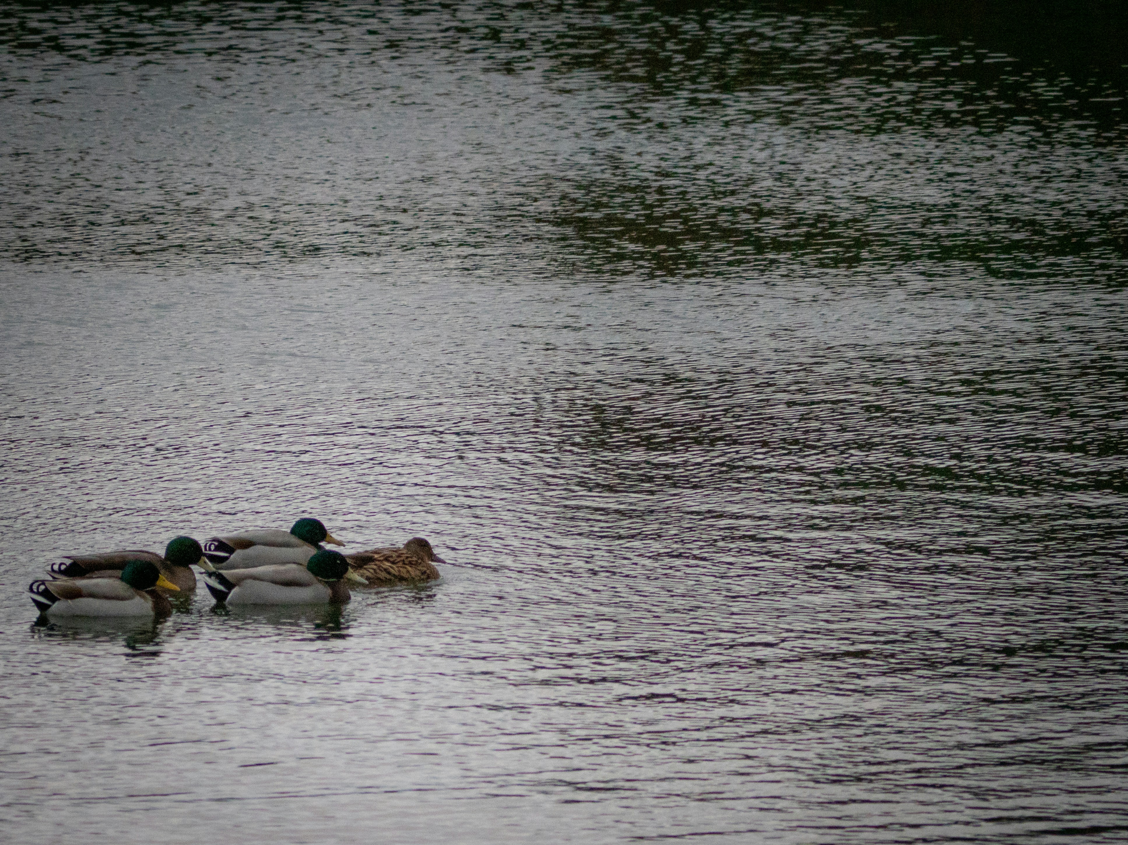 Photo by bengrayland