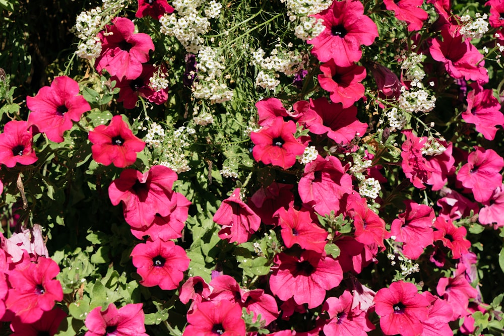 a bunch of red and white flowers in a garden