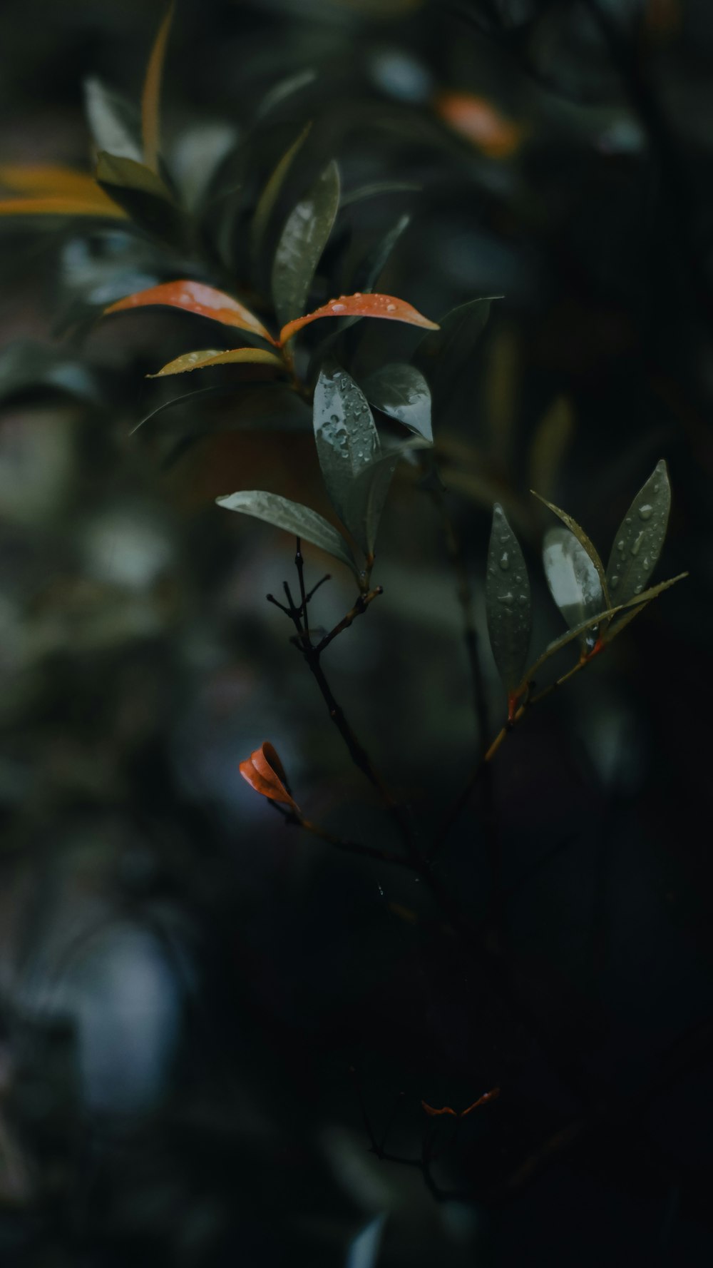 a branch with leaves and water drops on it