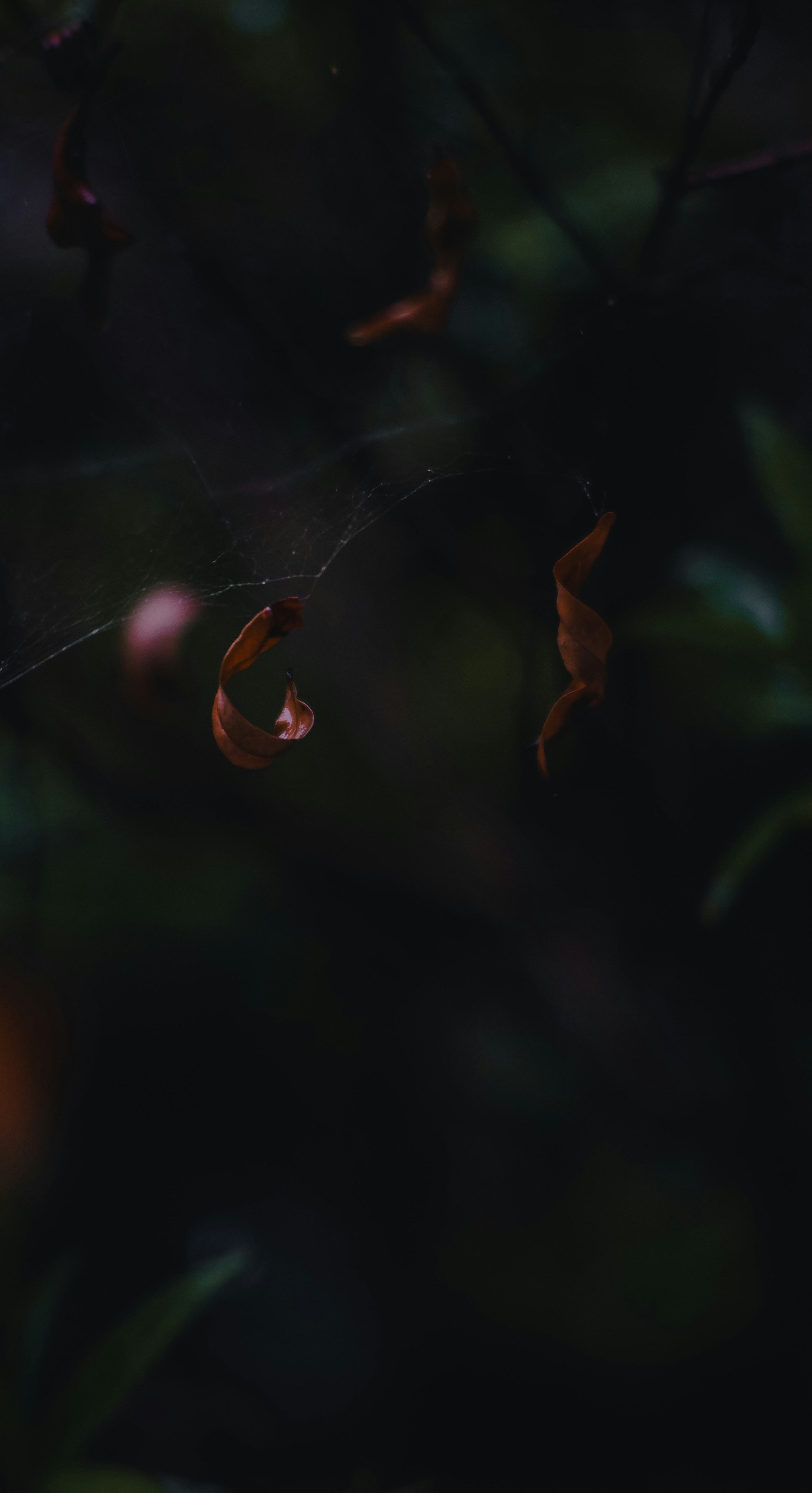 a spider web hanging from a tree branch