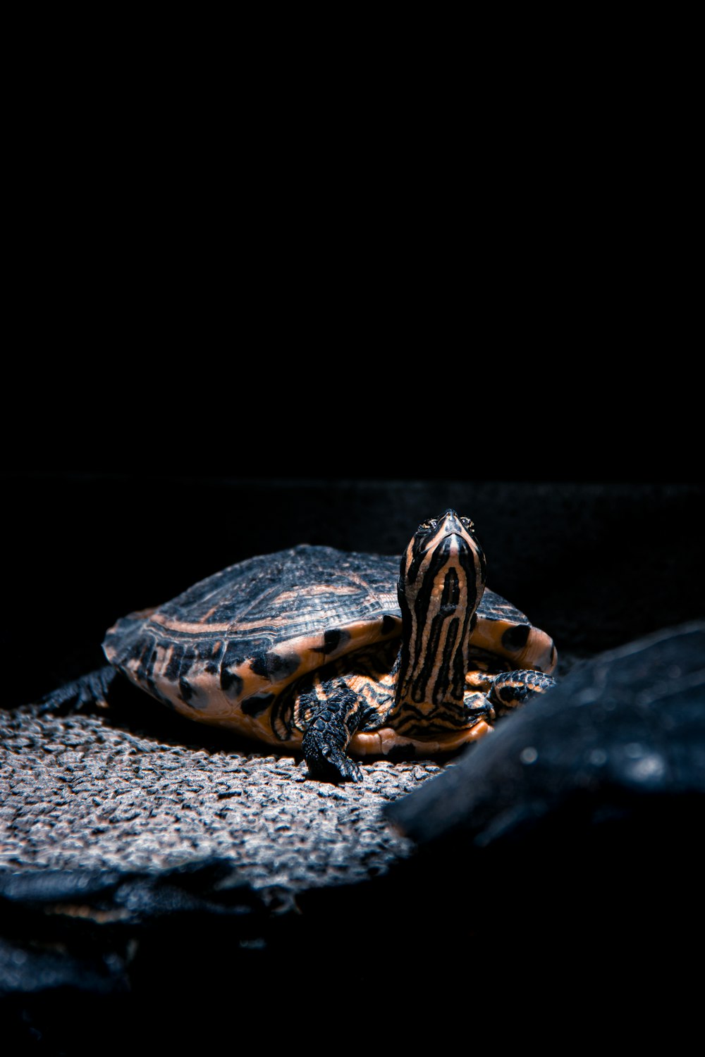 a turtle sitting on top of a rock in the dark