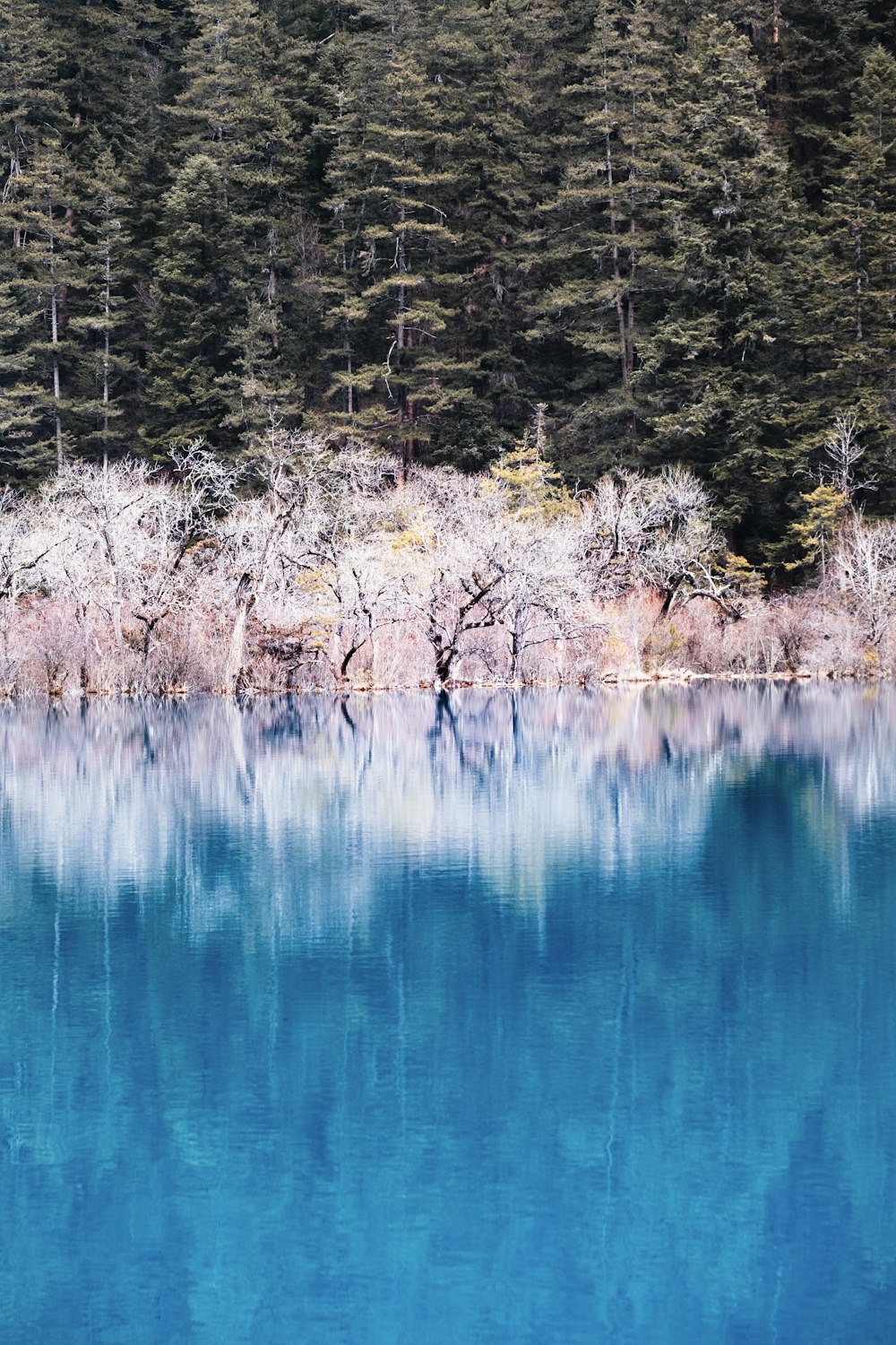 a body of water with trees in the background