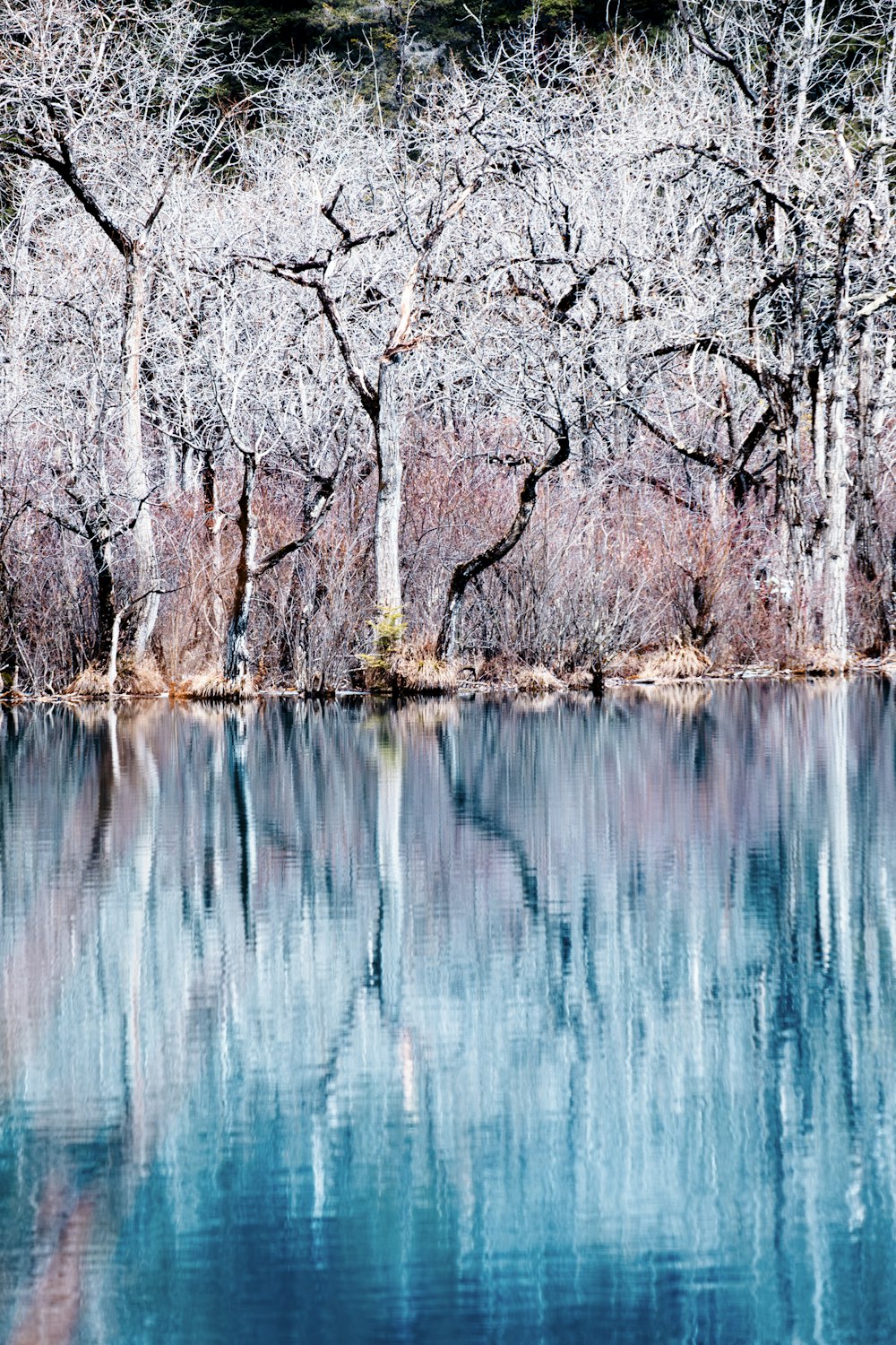 a body of water surrounded by trees