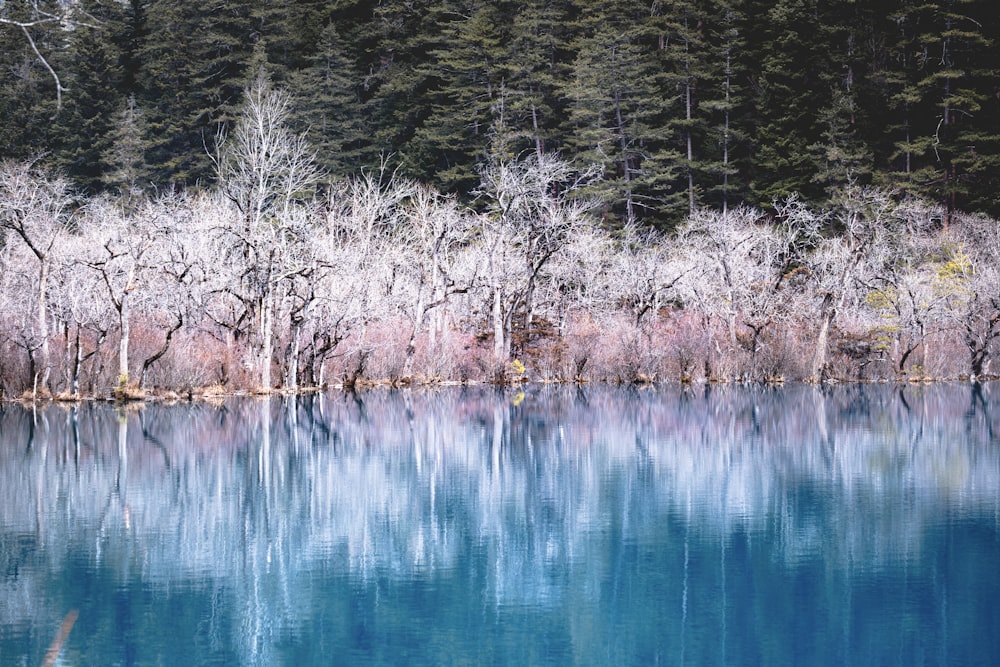 a body of water surrounded by trees