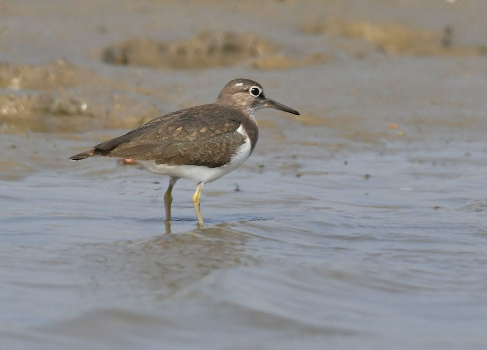 a bird is standing in the shallow water