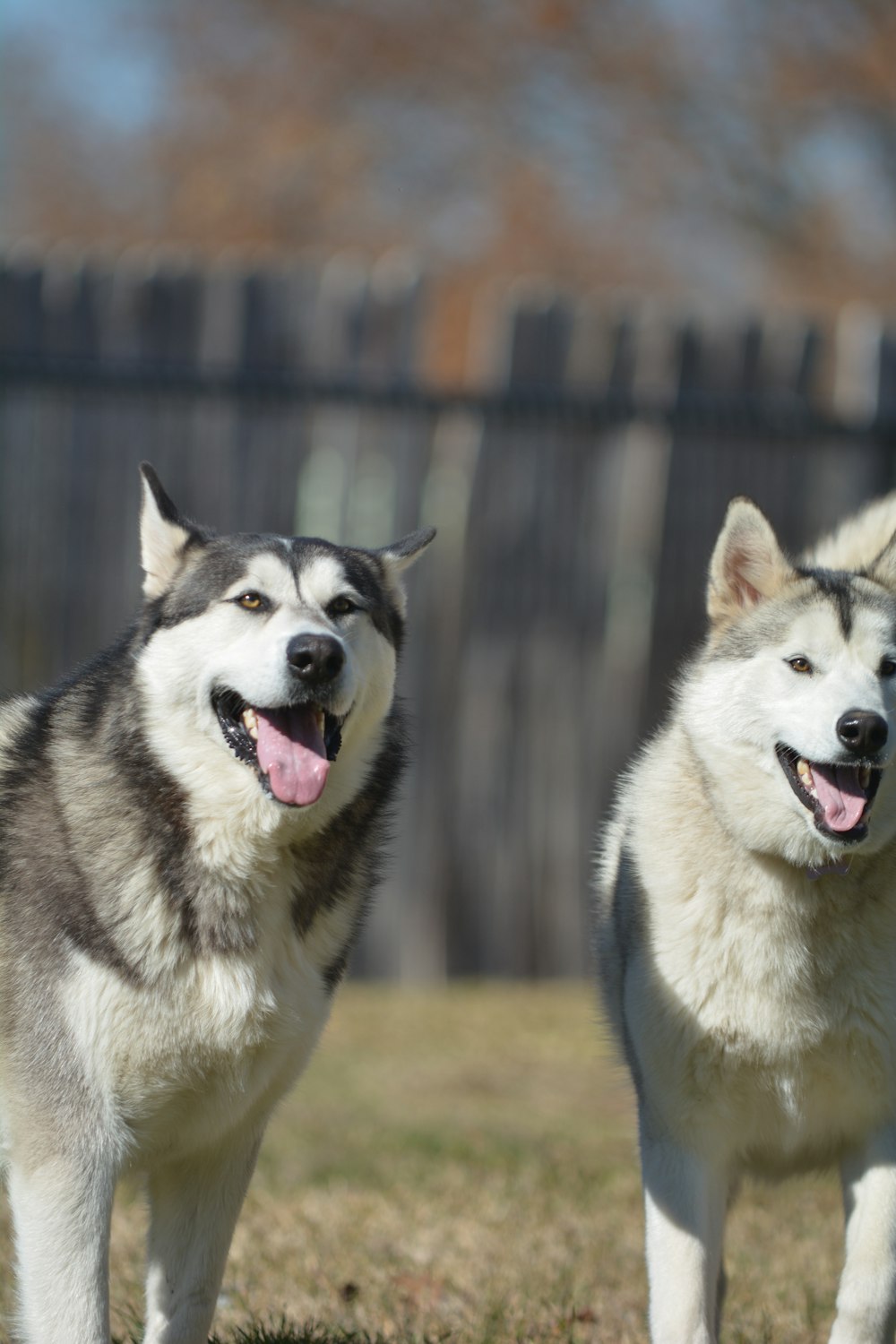 a couple of dogs standing on top of a grass covered field