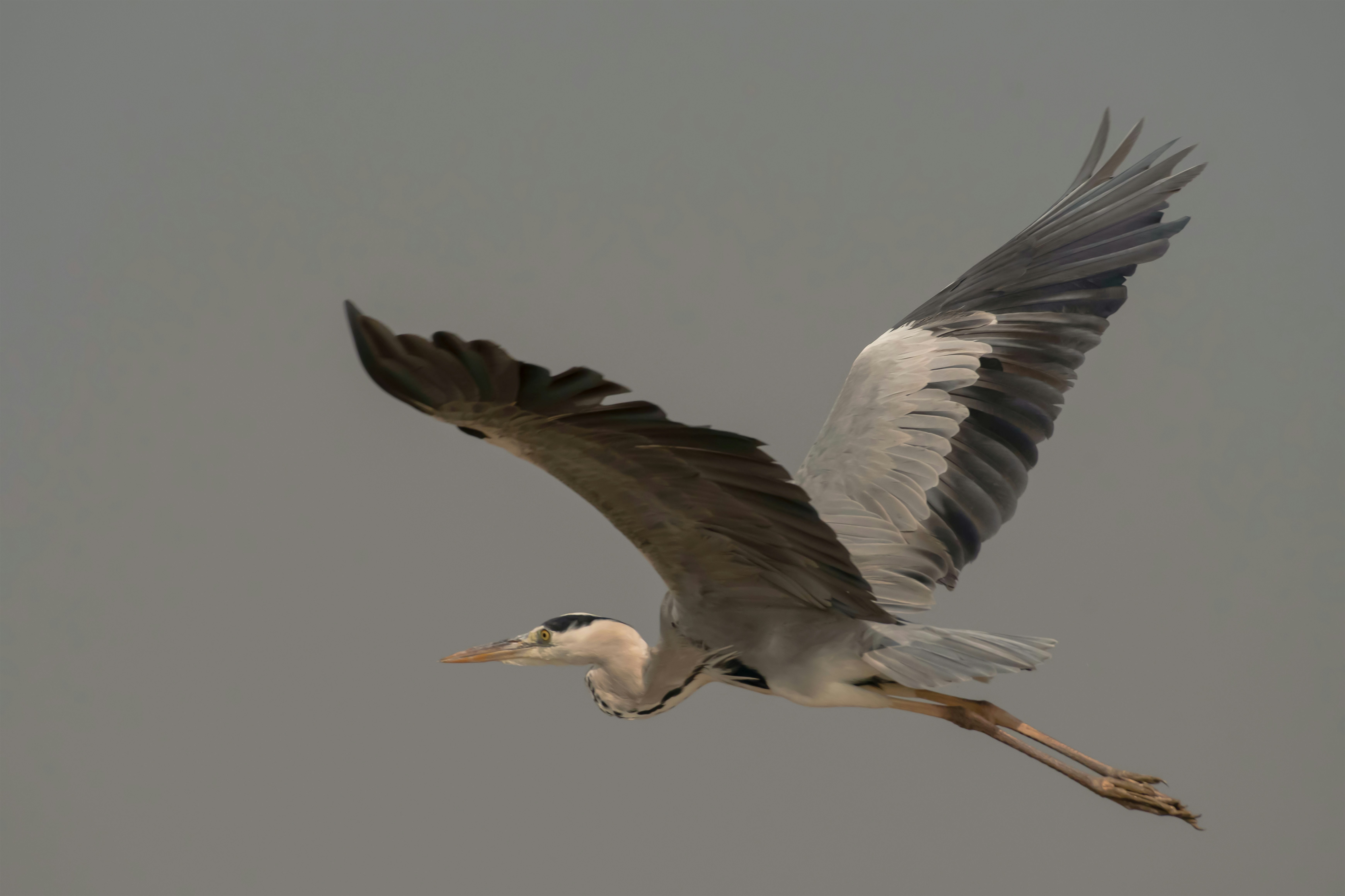 Photo by mhphotography13