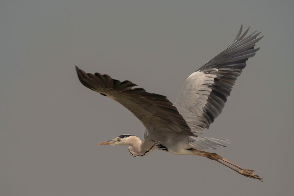 a large bird flying through a gray sky