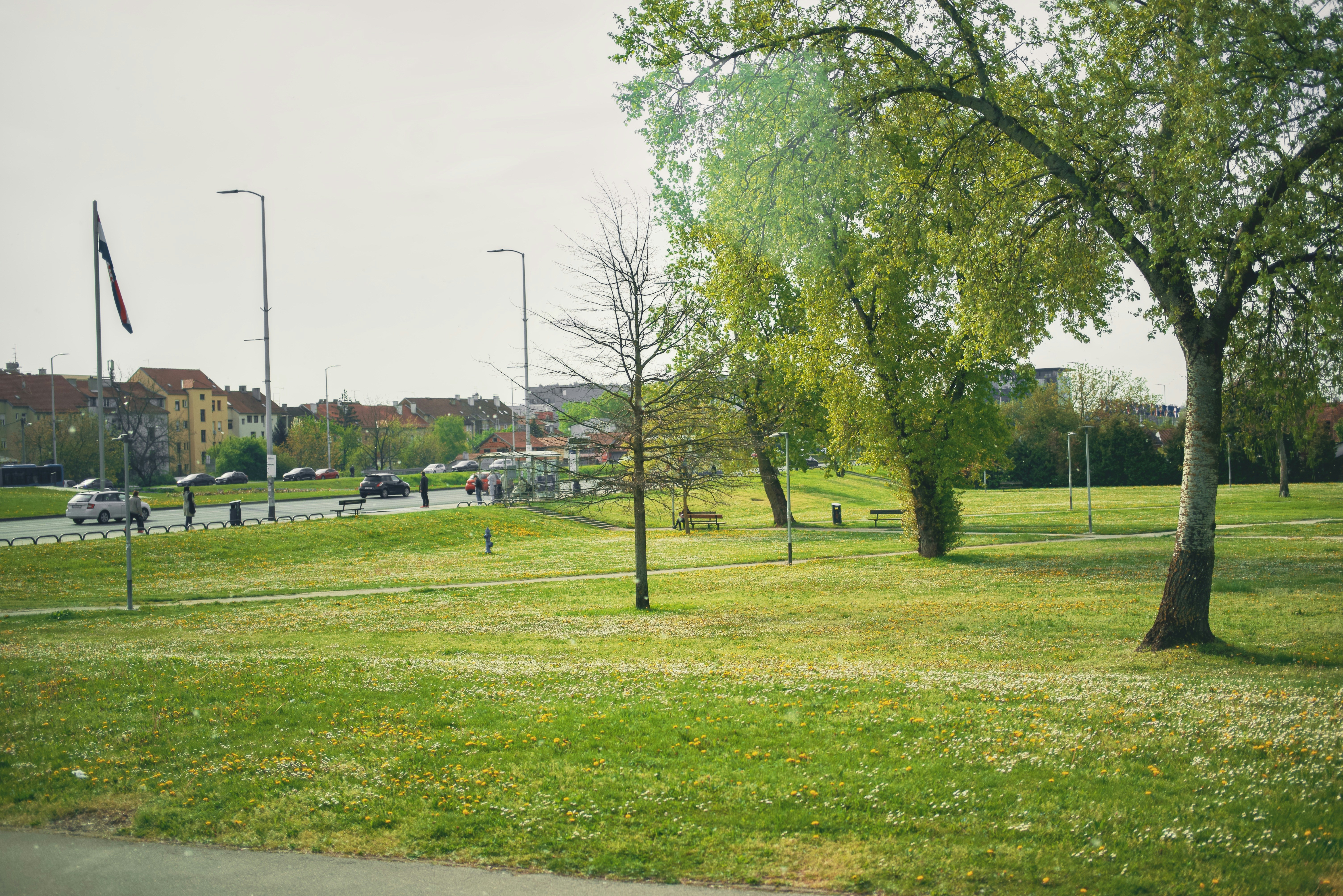 A park with a lot of green grass and trees