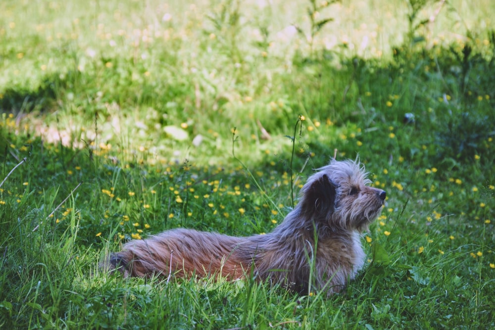 a small dog laying in the grass on a sunny day