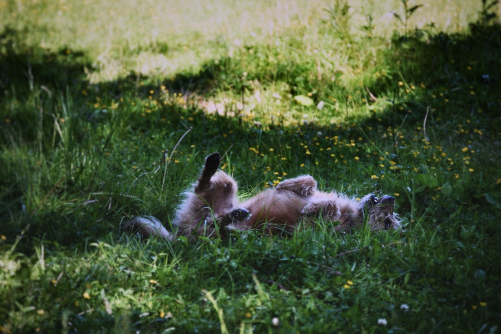 a dog rolling around in a field of grass